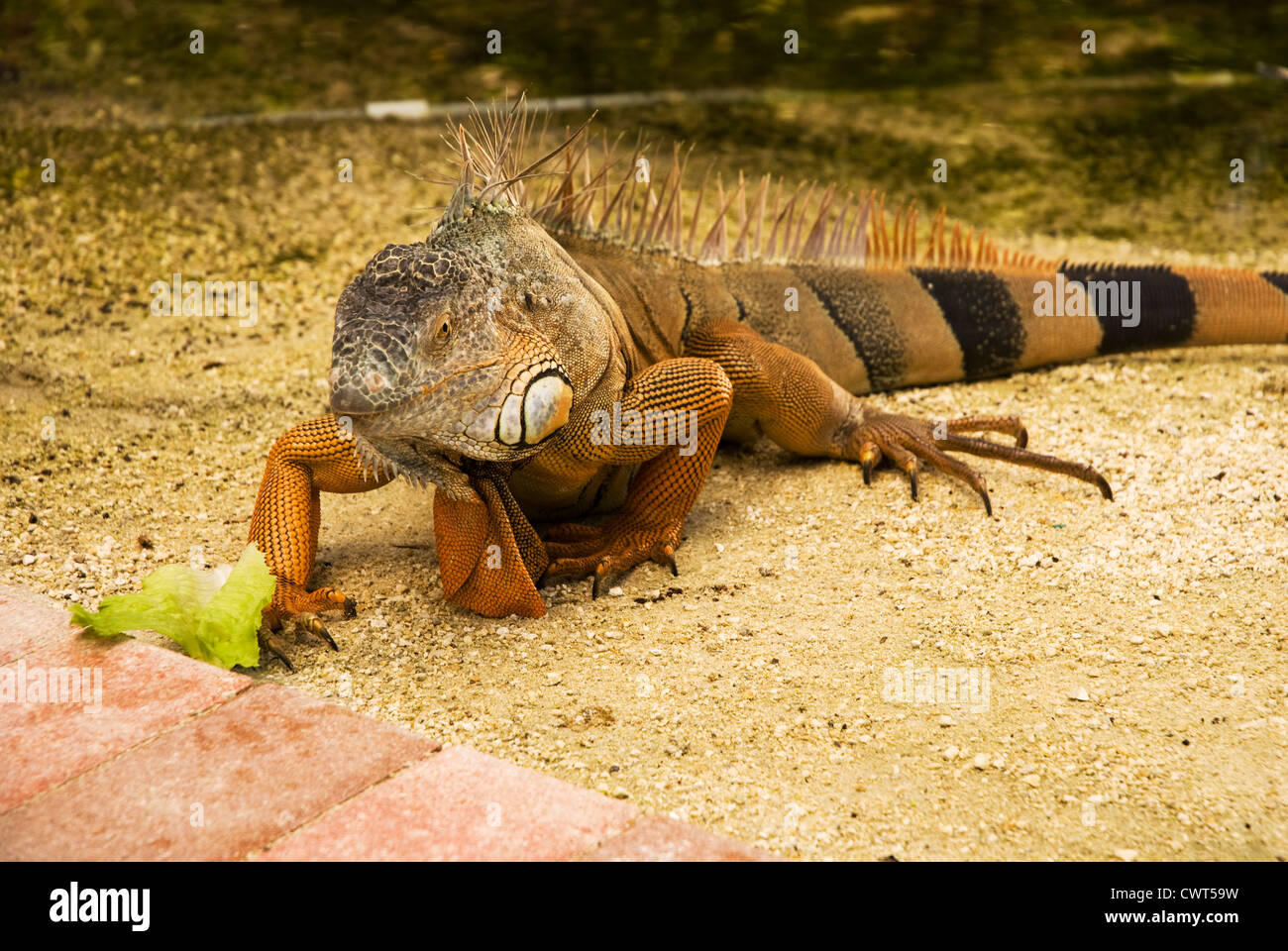 A wild Iguana in the Florida Keys Stock Photo Alamy