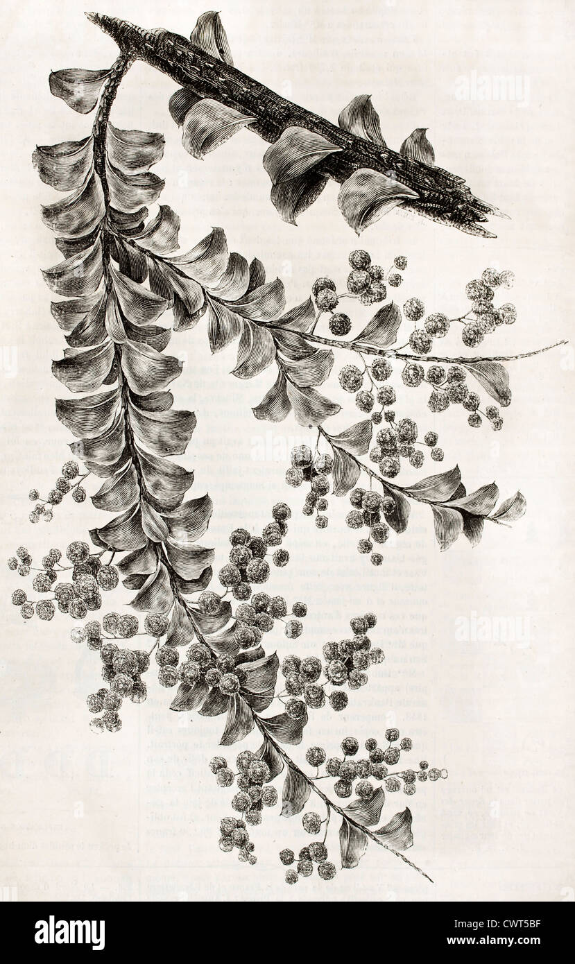 Orchid branch old illustration Stock Photo