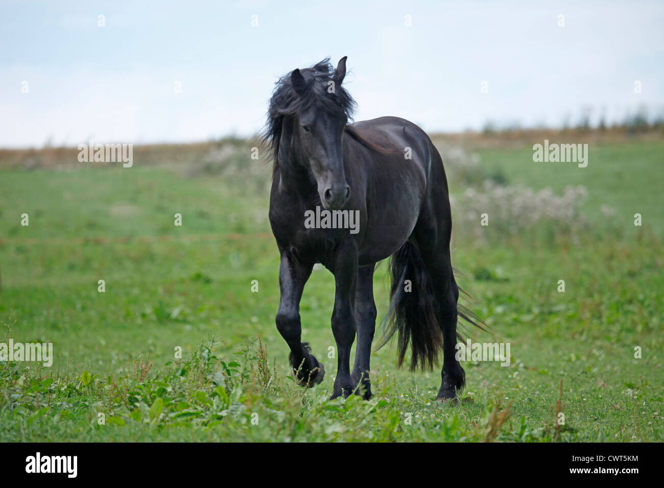junger Friesenhengst / young Friesian horse stallion Stock Photo