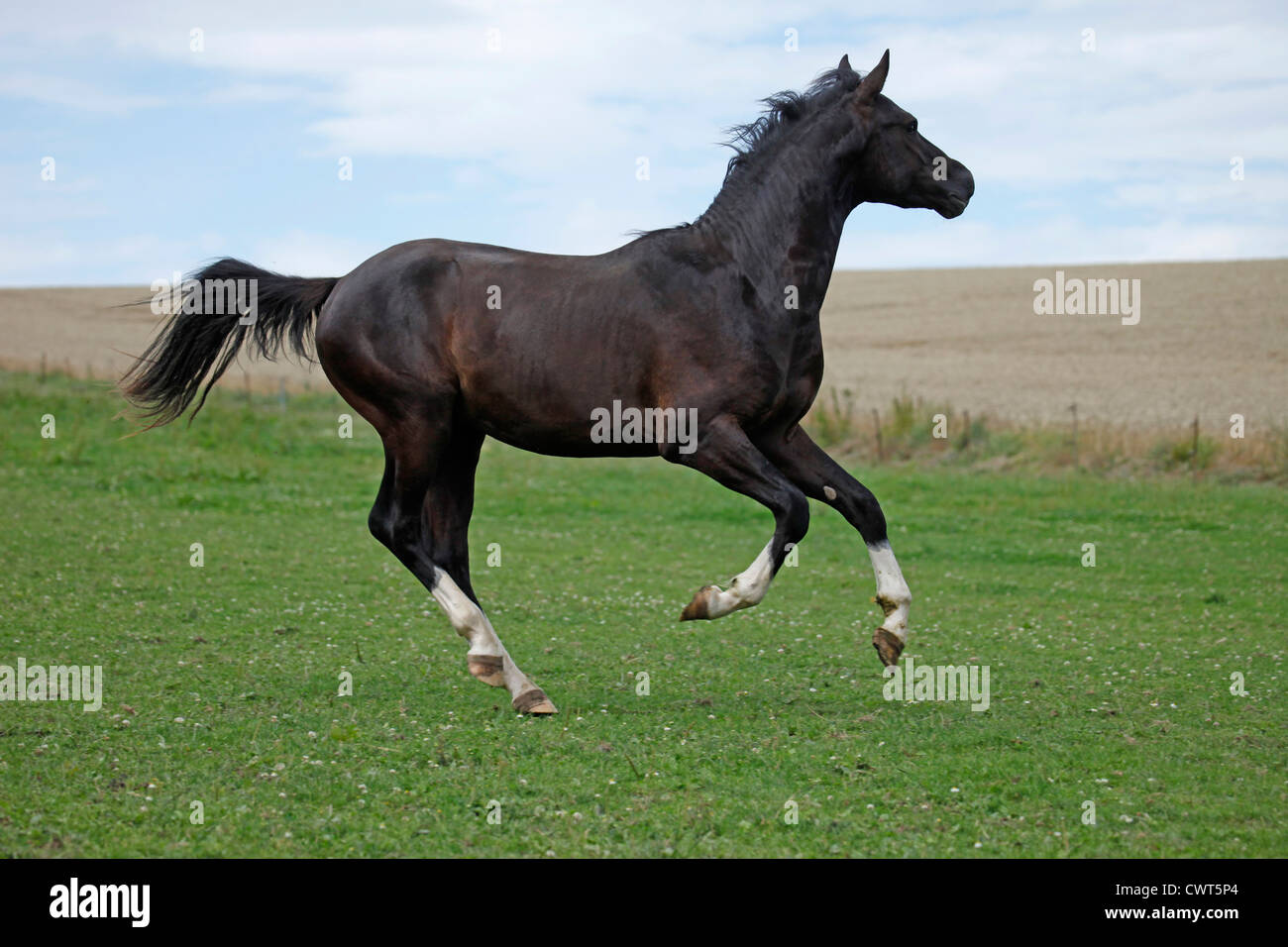 junger Reitpony Hengst / young stallion Stock Photo
