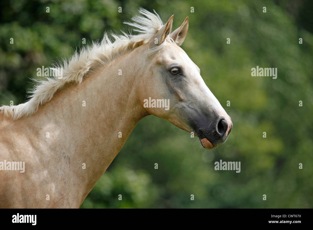 Deutsches Reitpony Portrait / Pony Portrait Stock Photo