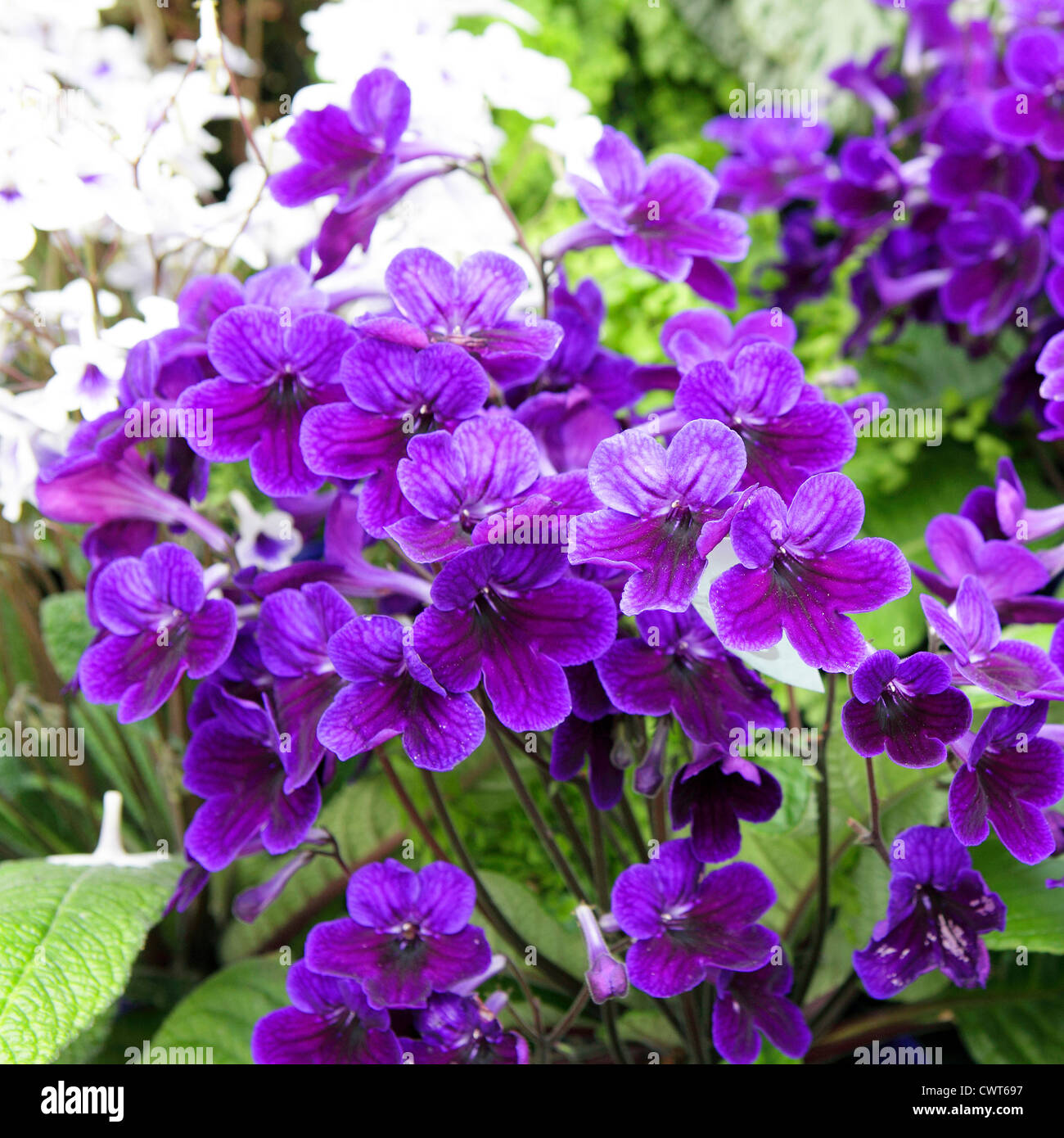 Wonderful examples of Streptocarpus 'Targa' adorned with purple petals and green foliage. Stock Photo