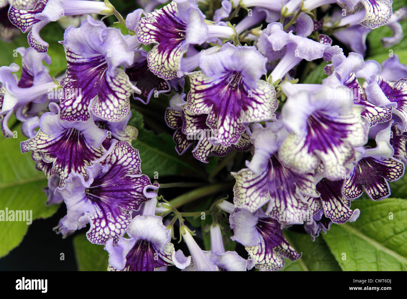 Wonderful example of streptocarpus 'Harlequin Lace' with green foliage in the background. Stock Photo