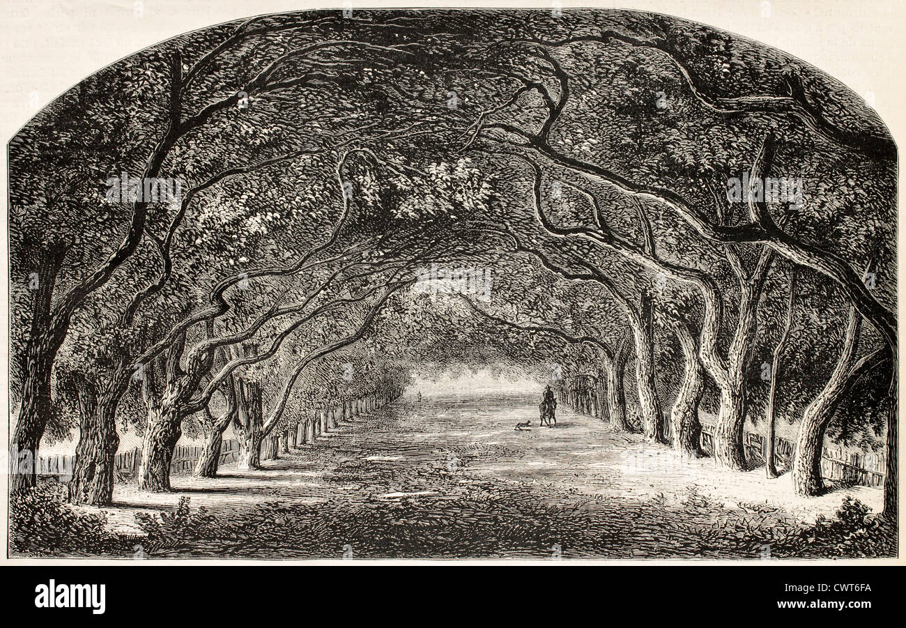 chestnut walk Stock Photo