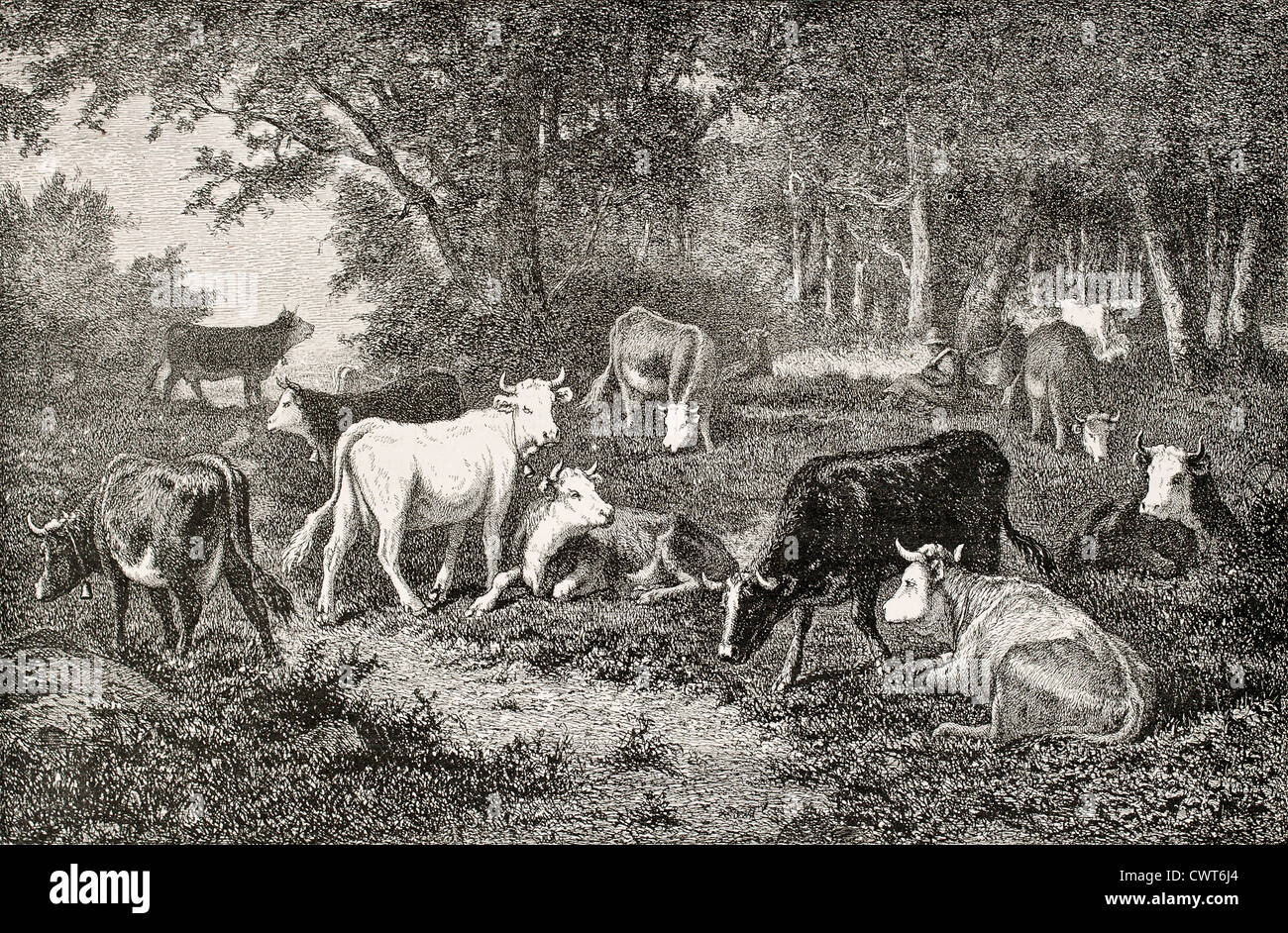 Herd grazing in the wood Stock Photo