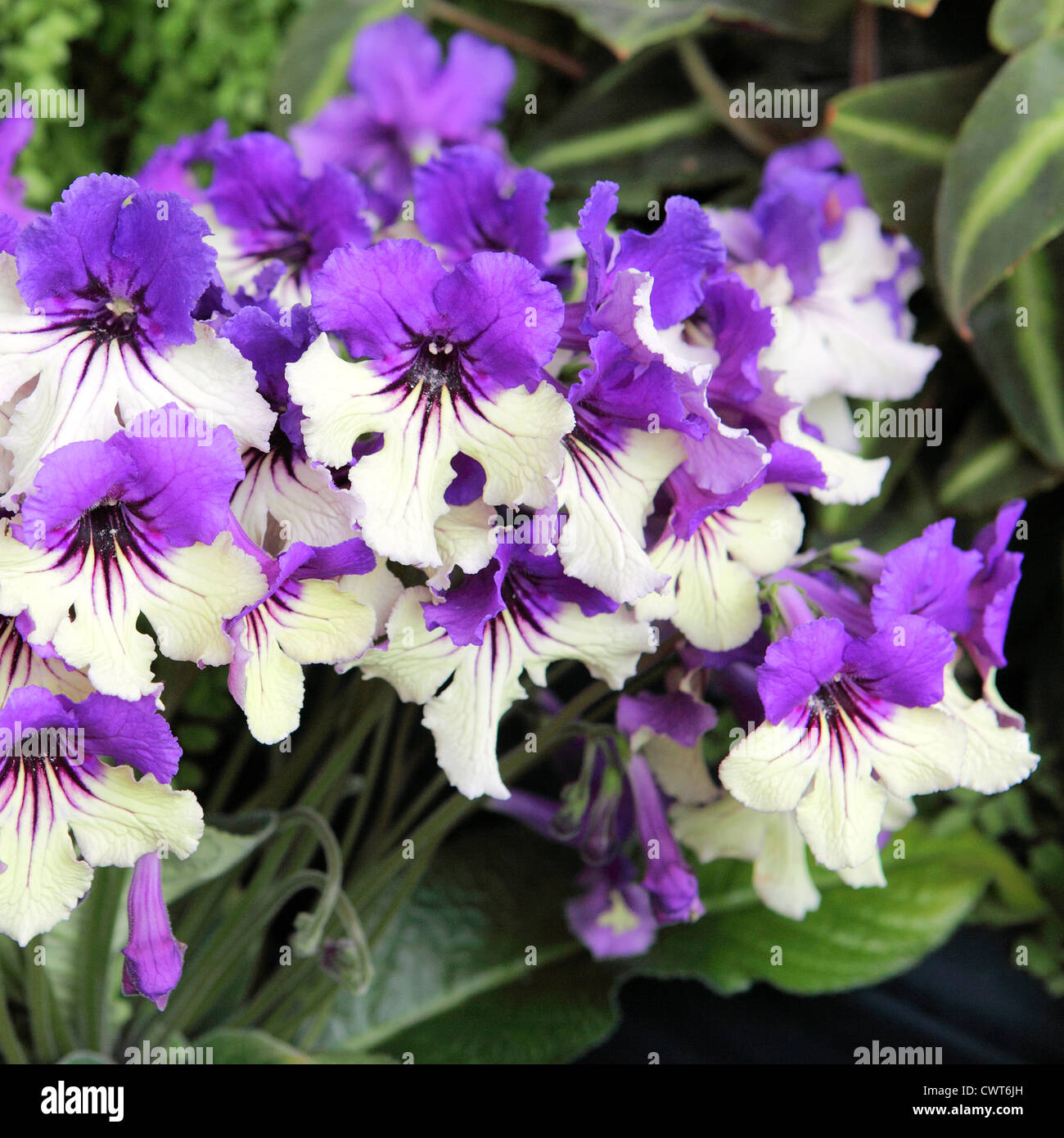 Fine example of an Streptocarpus 'Harlequin Delft' set against a background of green foliage. Stock Photo