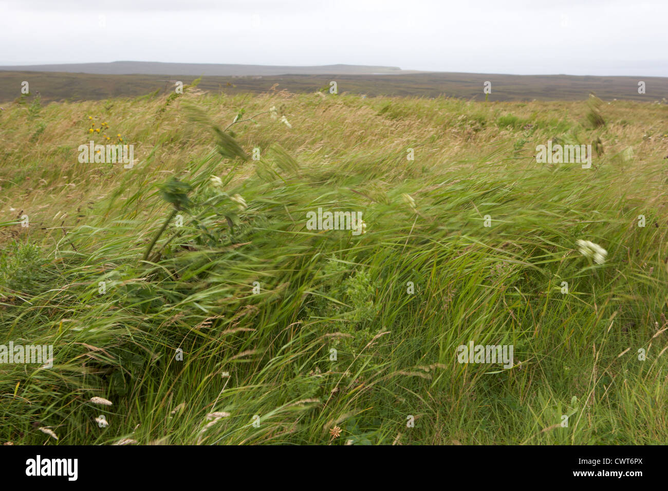 wind blowing through grasses and weeds at dunnet head scotland uk Stock ...