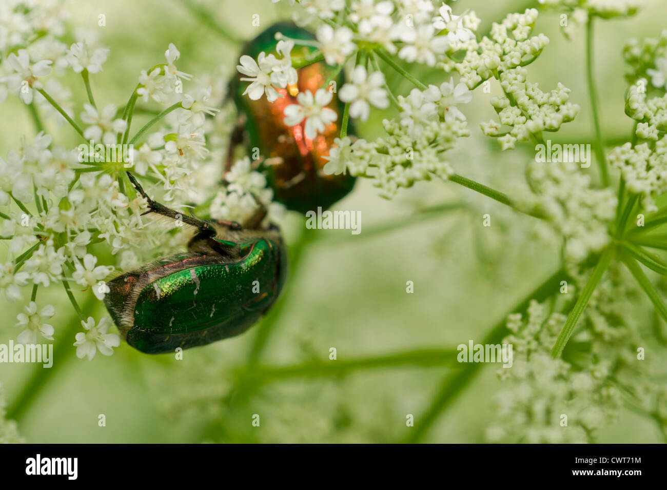 Golden beetle feeding on Cow Parsely Stock Photo