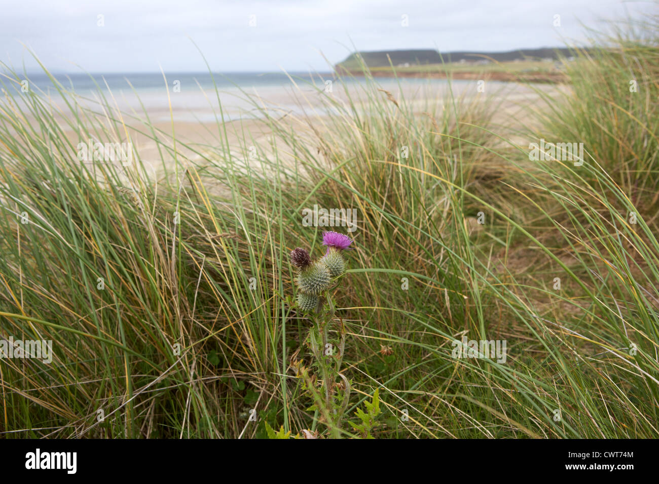 scots spear thistle growing wild at sandy beach at dunnet bay scotland uk Stock Photo