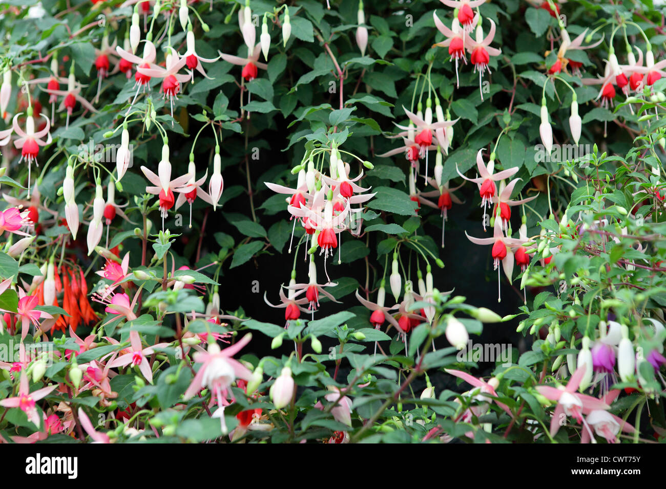 Set against a rich green foliated background is this wonderful collection of fuchsia flower heads. Stock Photo