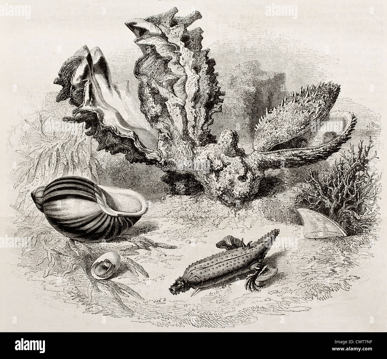 Ostrea hyotis, Spondylus delesserti and Bulimus ovatus Stock Photo