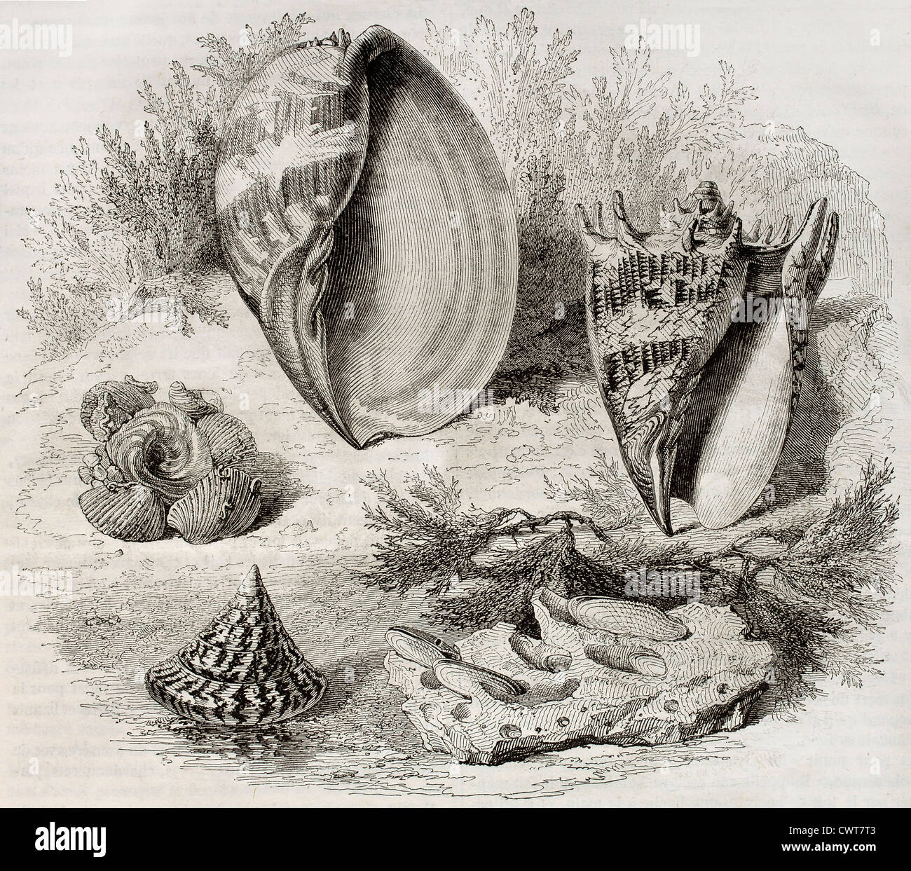 Shells: old illustration Stock Photo