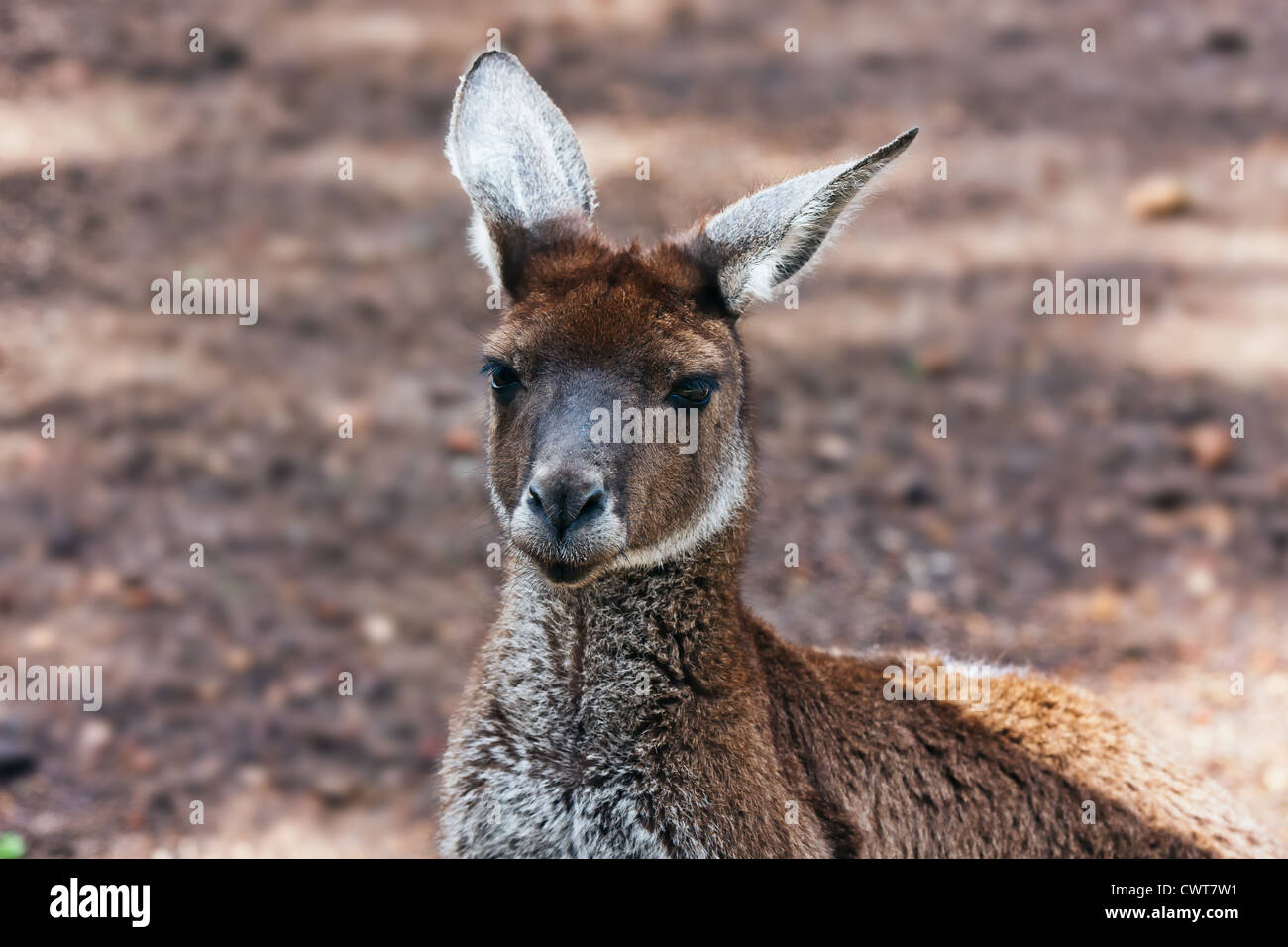 A kangaroo is a marsupial from the family Macropodidae (macropods, meaning 'large foot'). Stock Photo