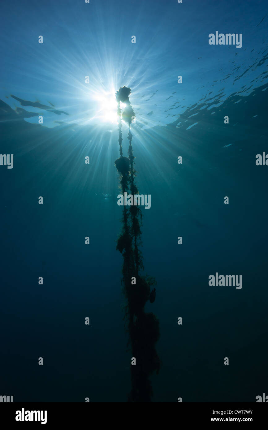 Silhouette of an underwater rope with a sunburst behind Stock Photo - Alamy