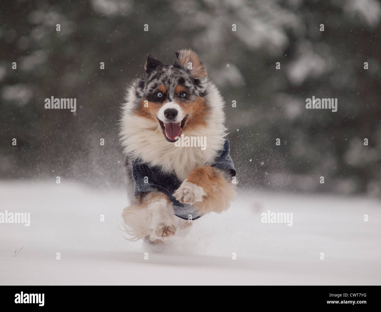 running Australian Shepherd Stock Photo Alamy