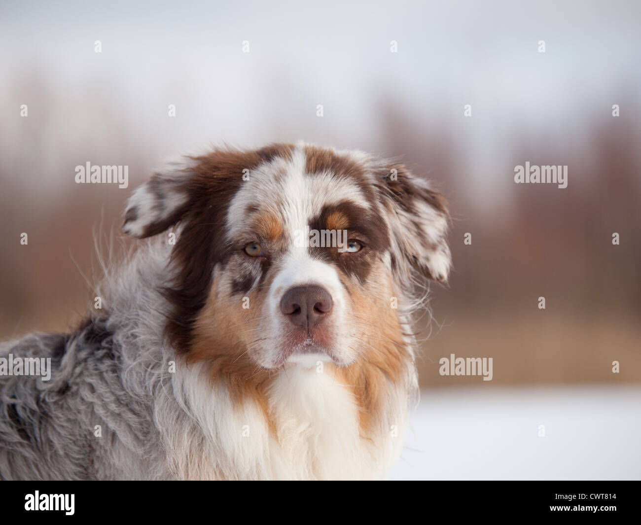 Australian Shepherd Portrait Stock Photo - Alamy