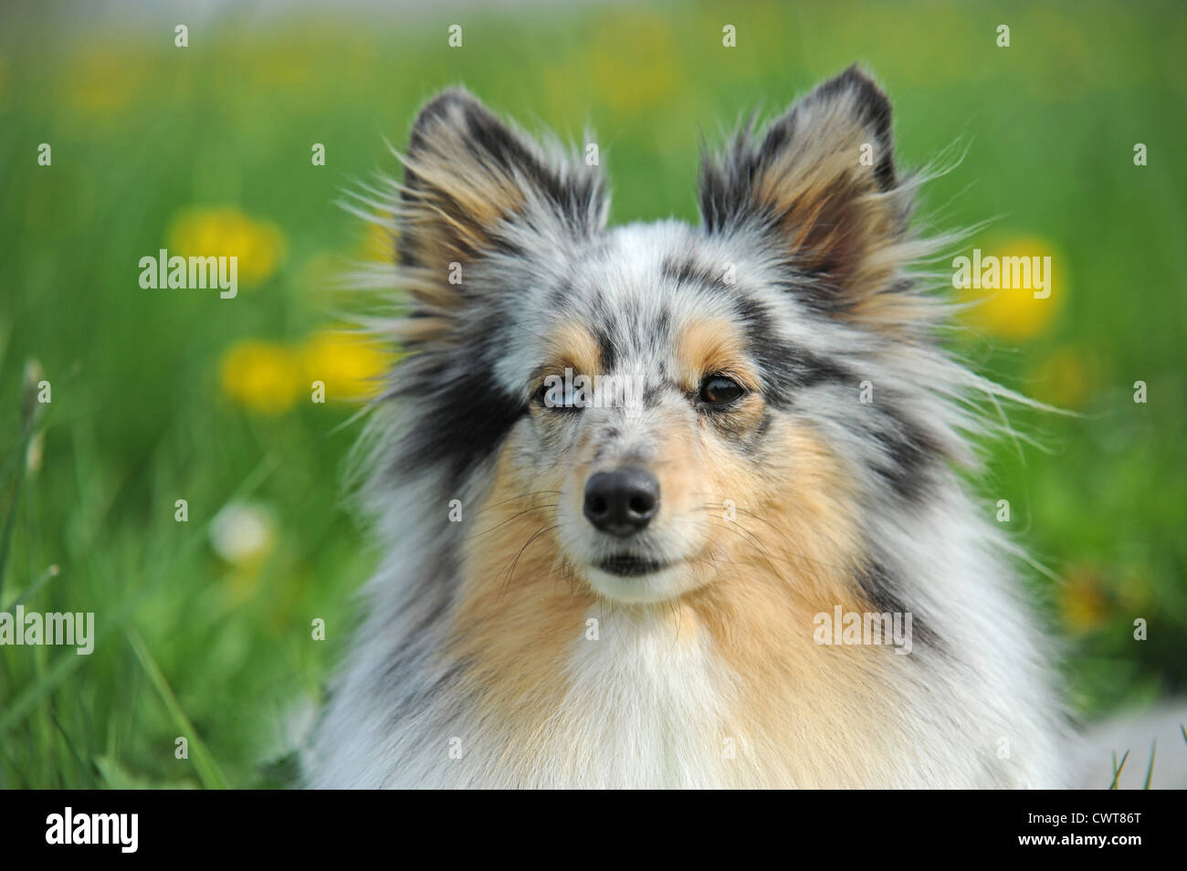 Shetland Sheepdog Portrait Stock Photo - Alamy