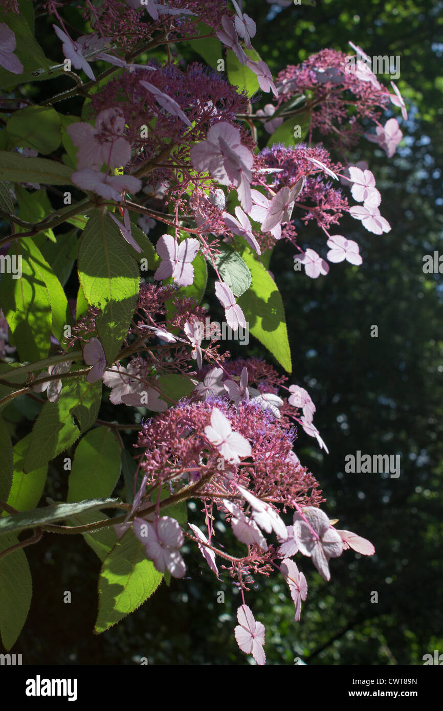 Hydrangea Macrophylla Mariesii perfecta Stock Photo