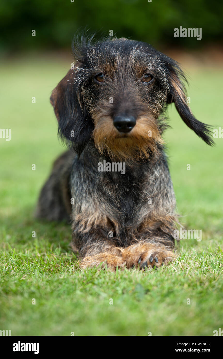 wirehaired teckel Stock Photo