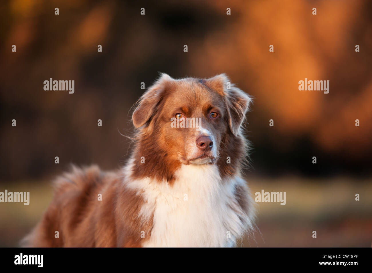Australian Shepherd Portrait Stock Photo - Alamy