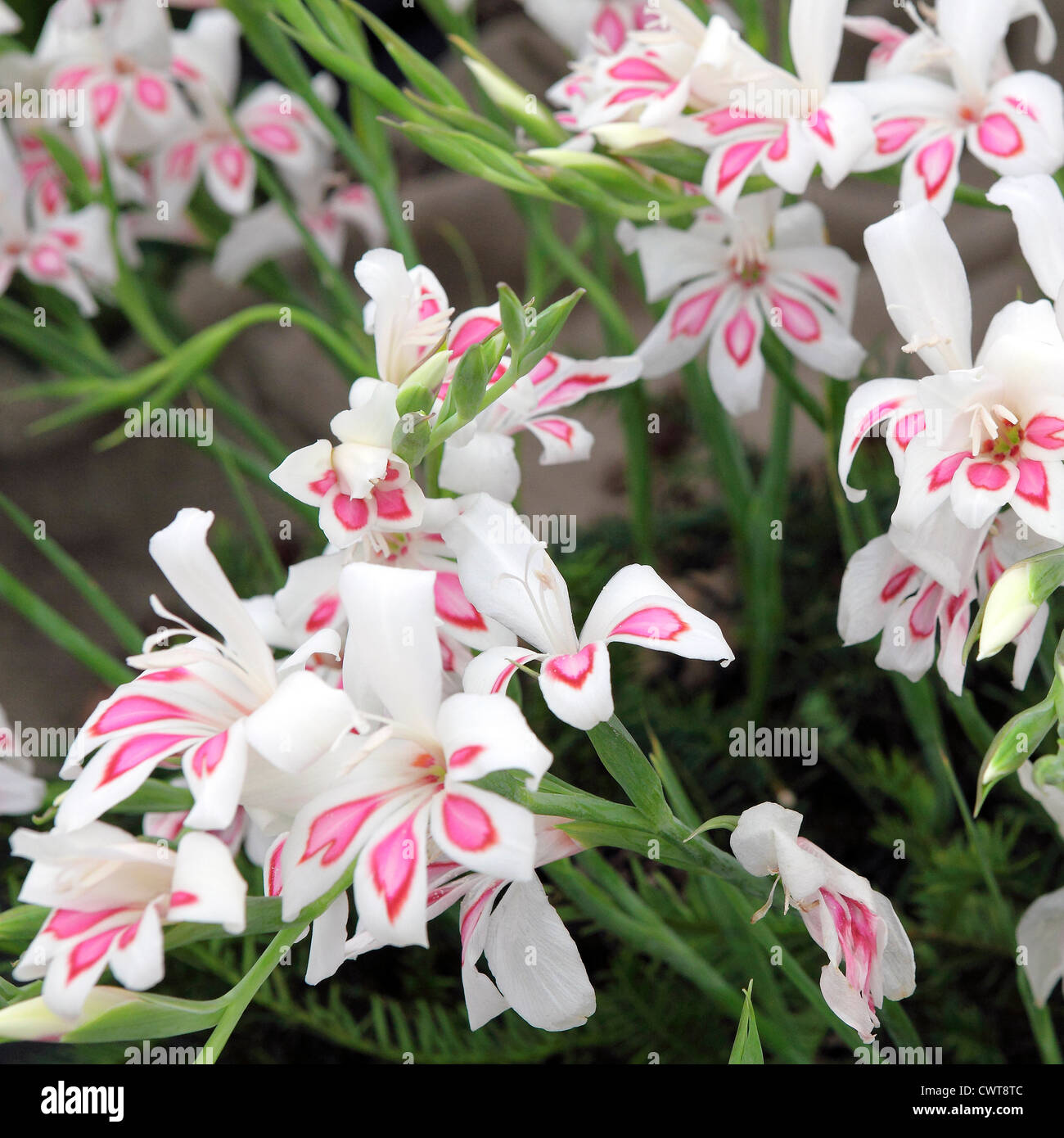 Wonderful example of Gladioli Nanus Nymph flowering plants. Stock Photo