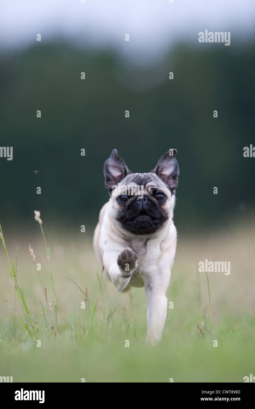 Pugs running hi-res stock photography and images - Alamy