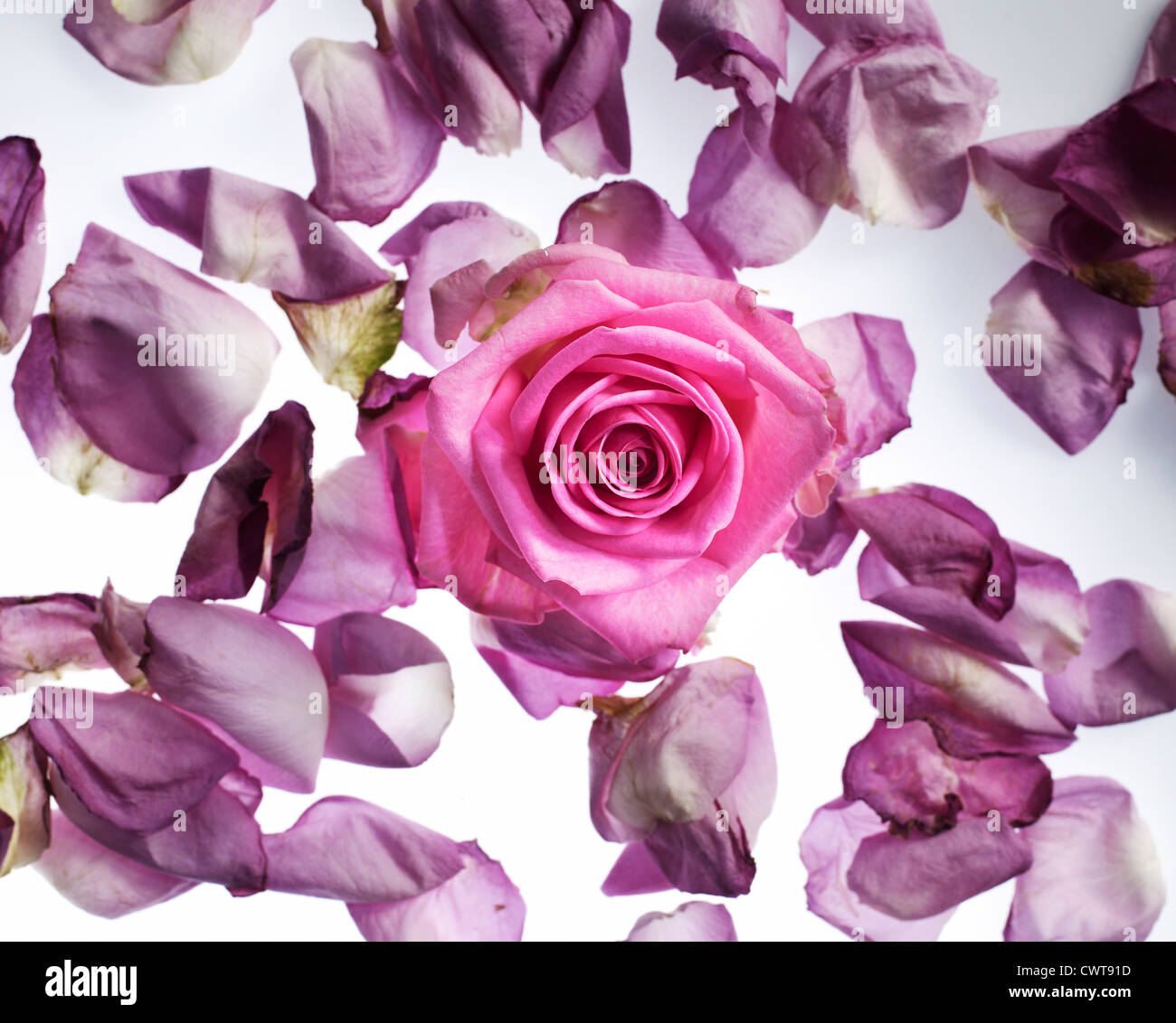 Pink rose and petals Stock Photo