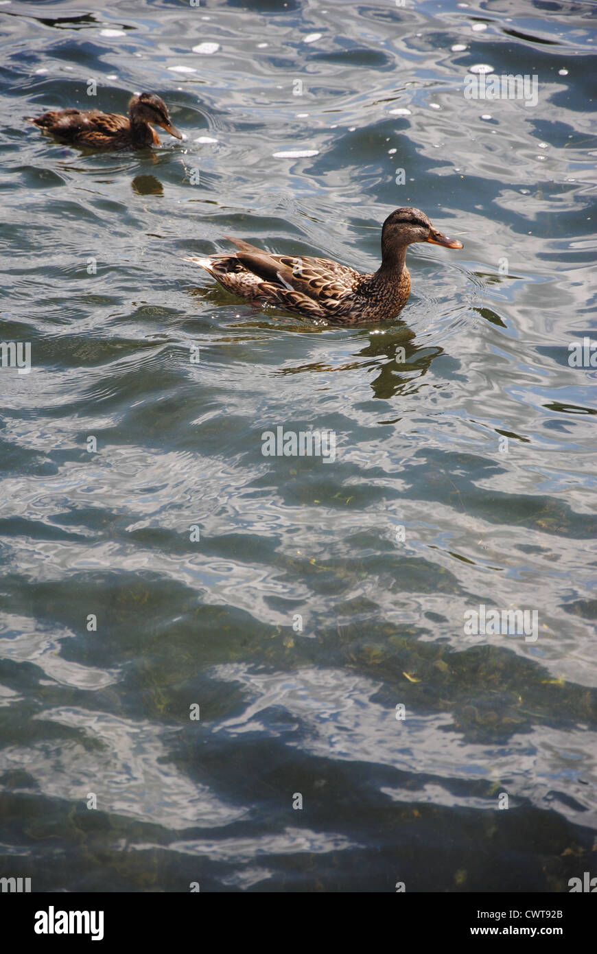 Ducks on Lake Galve, Trakai, Lithuania Stock Photo