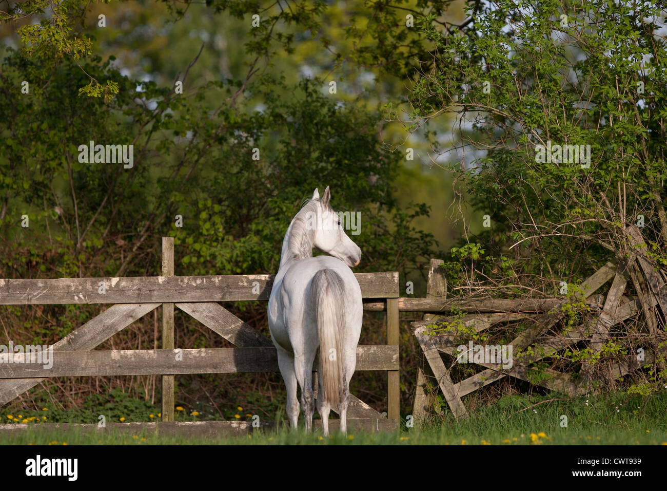 White arabian horse grazing hi-res stock photography and images - Alamy