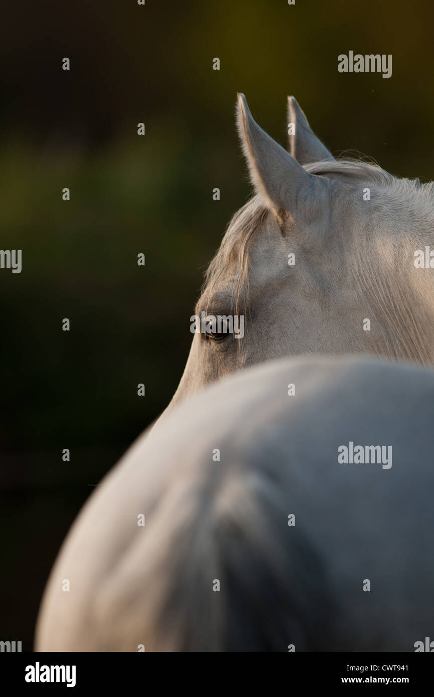 arabian horse portrait Stock Photo - Alamy