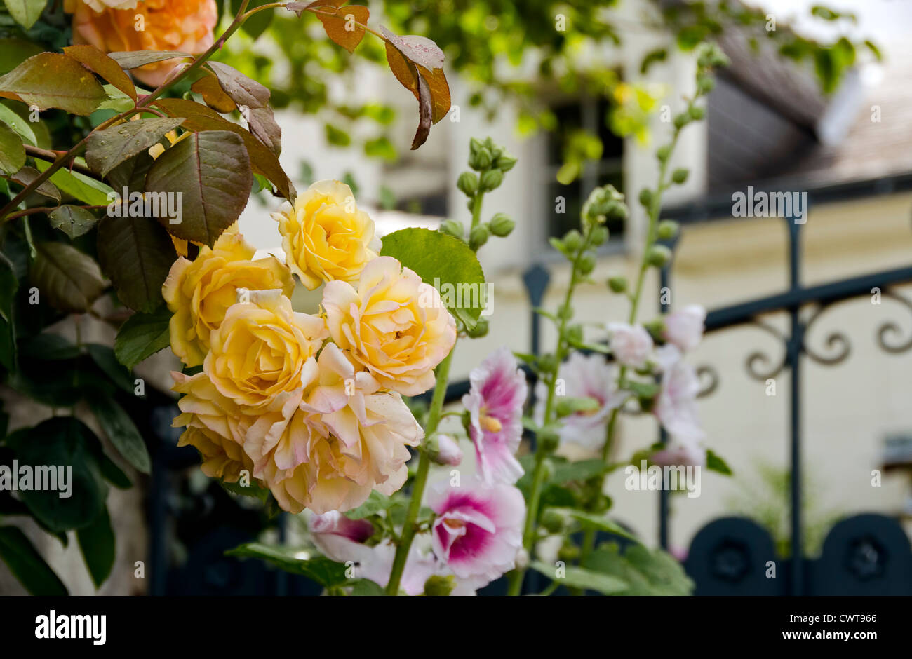 Country cottage roses hi-res stock photography and images - Alamy