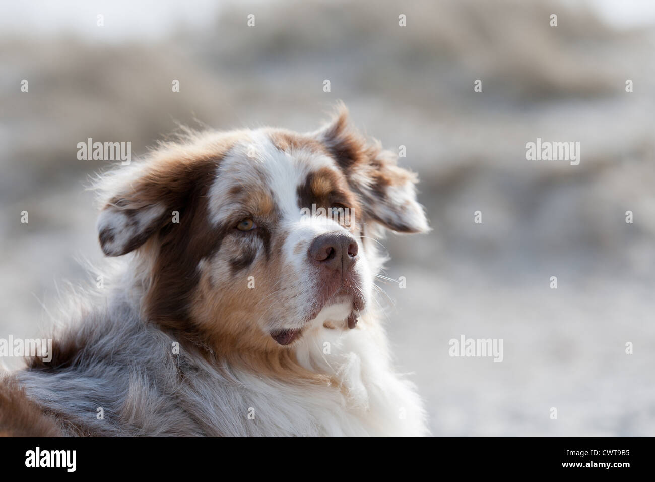 Australian Shepherd Portrait Stock Photo - Alamy