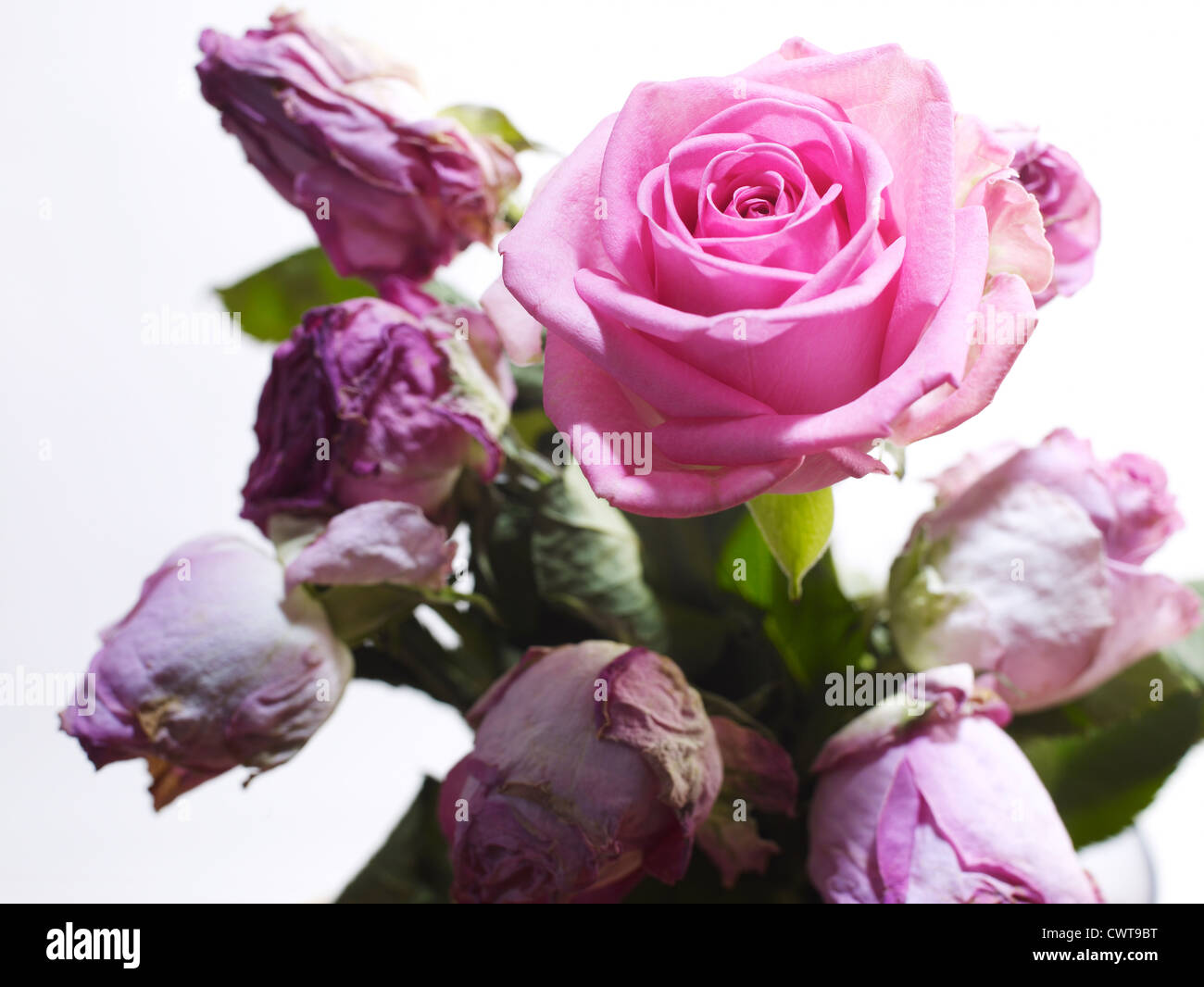 Dead dan flowering pink rose Stock Photo
