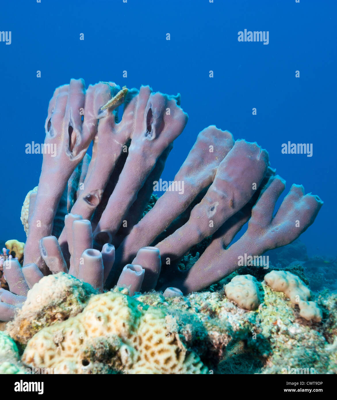 Colonial tube sponge on a tropical coral reef Stock Photo