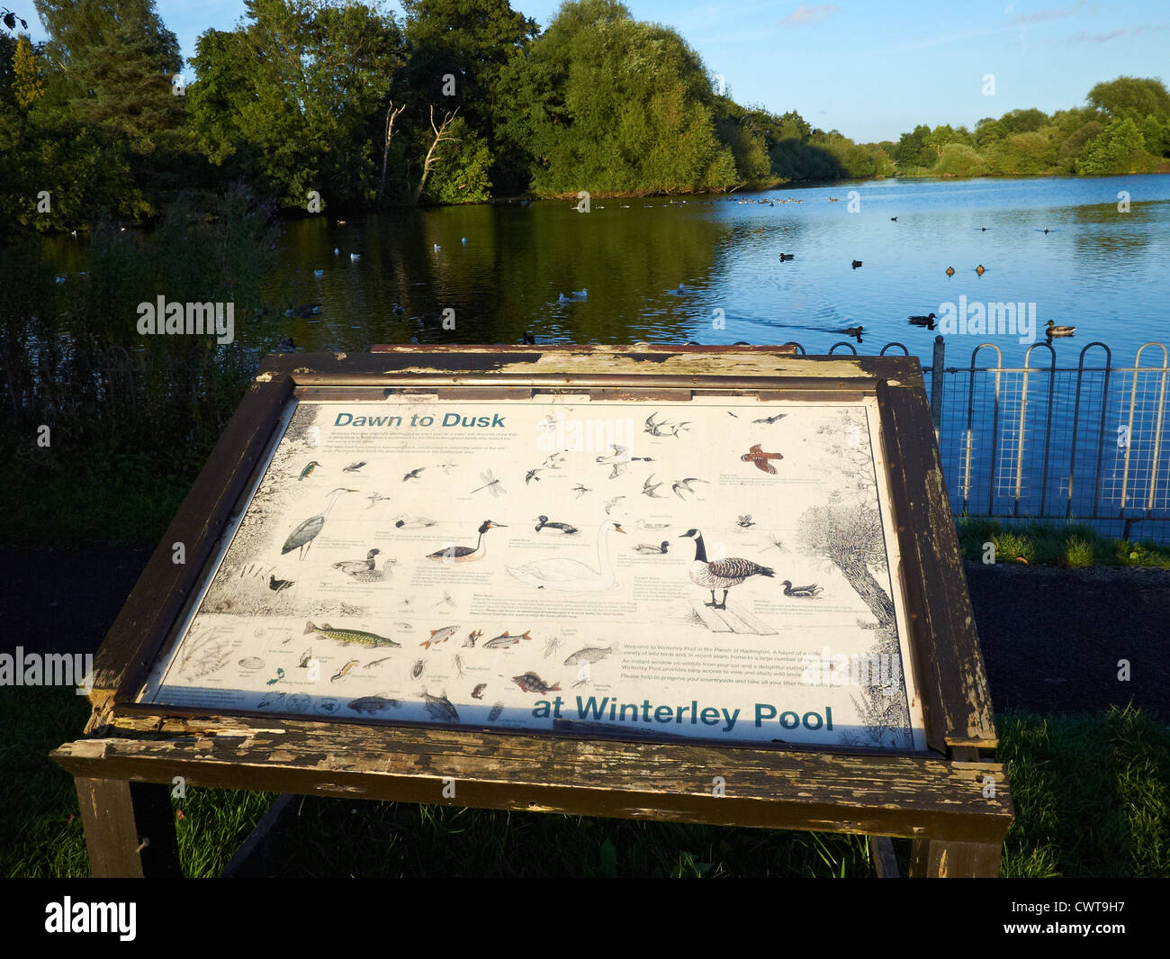 Information regarding wildlife at Winterley Pool near Sandbach Cheshire UK Stock Photo