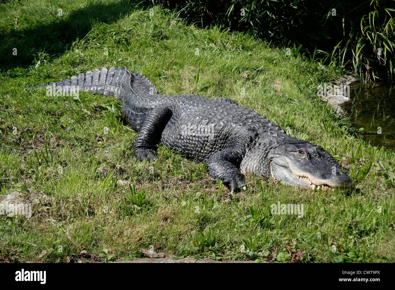 Alligator sculpture hi-res stock photography and images - Page 2 - Alamy