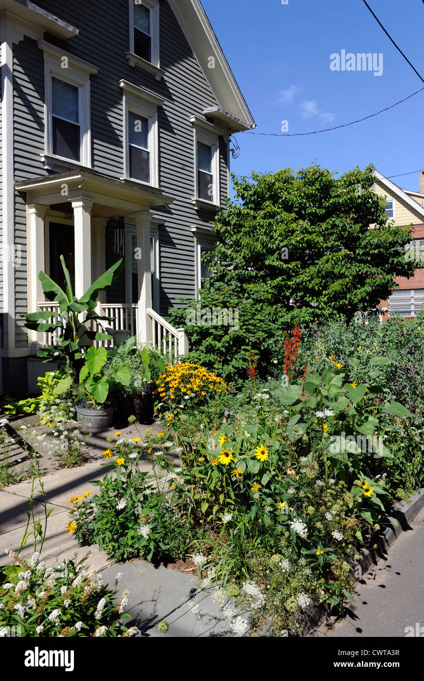 City sidewalk garden instead of lawn in New Haven, CT. Stock Photo