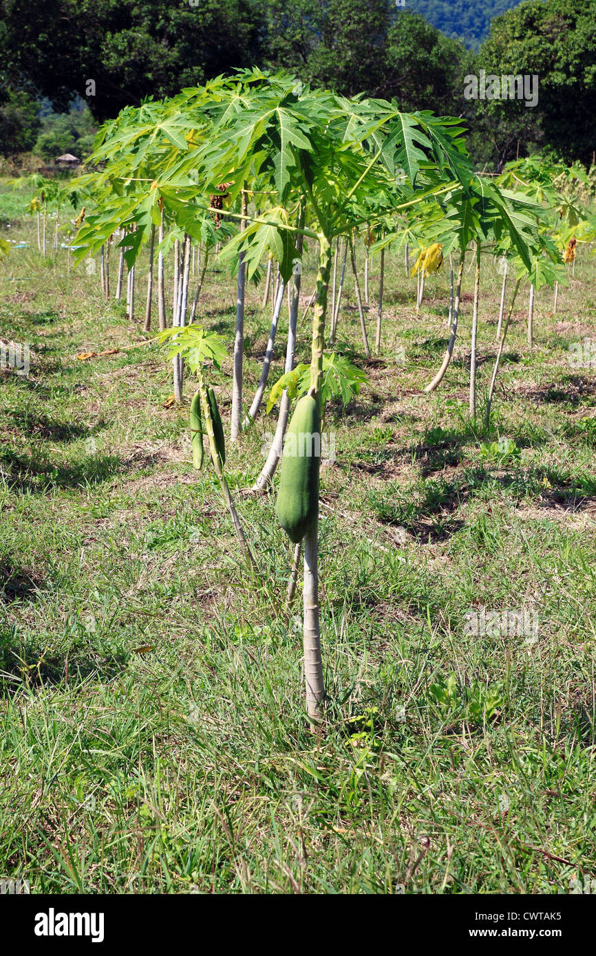 Papayas in the small tree, in Thailand Stock Photo
