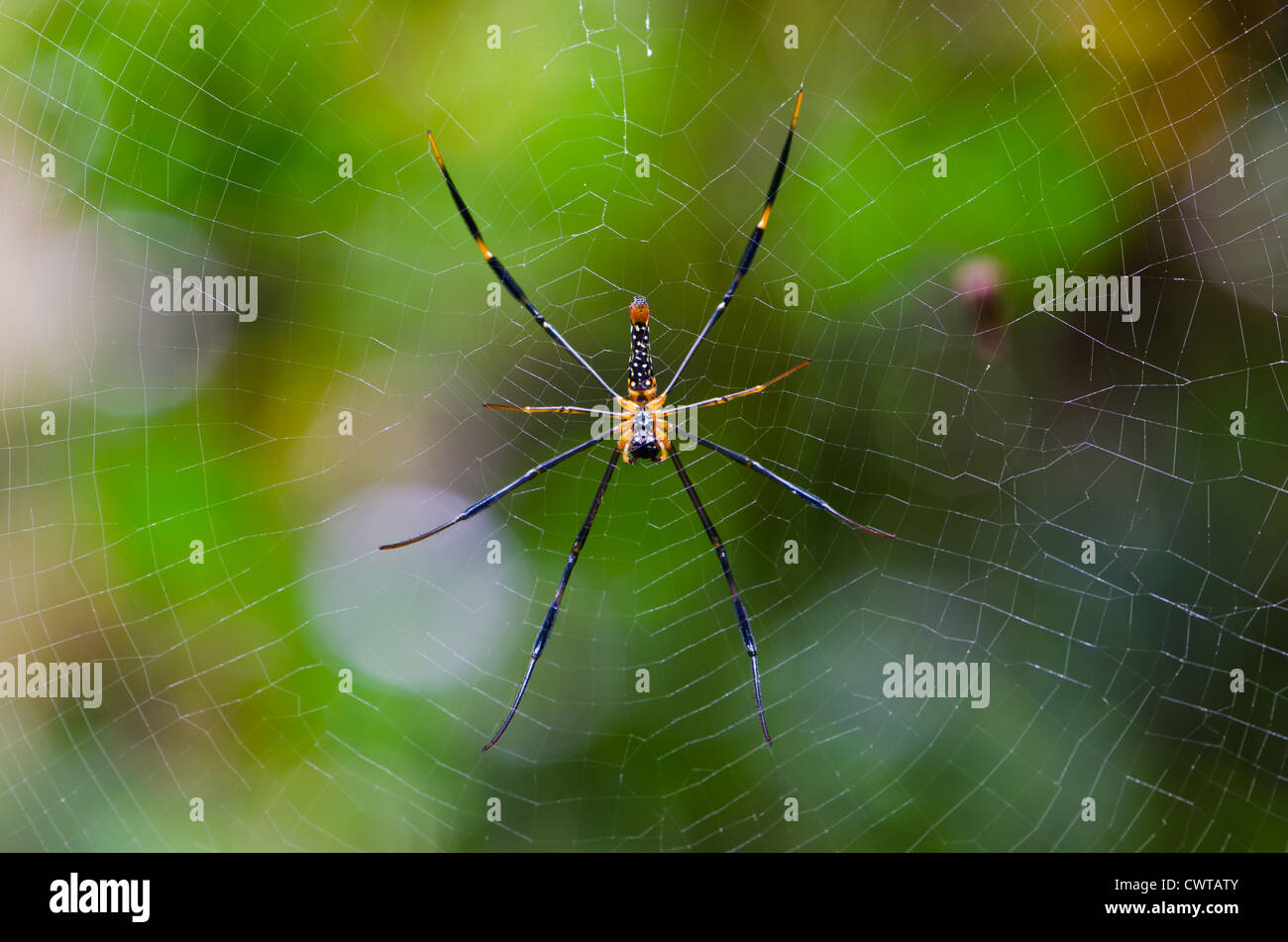 Mai Thong spider . Colorful spider in web . Stock Photo