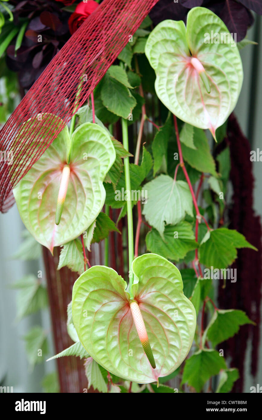 Green Anthurium plant in full bloom Stock Photo - Alamy