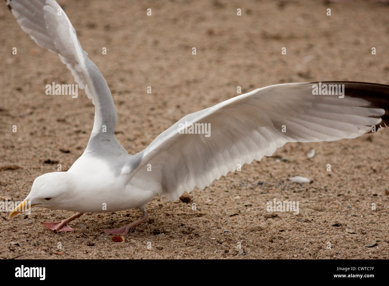 Seagull Bird landing on the ground with wings open Stock Photo Alamy