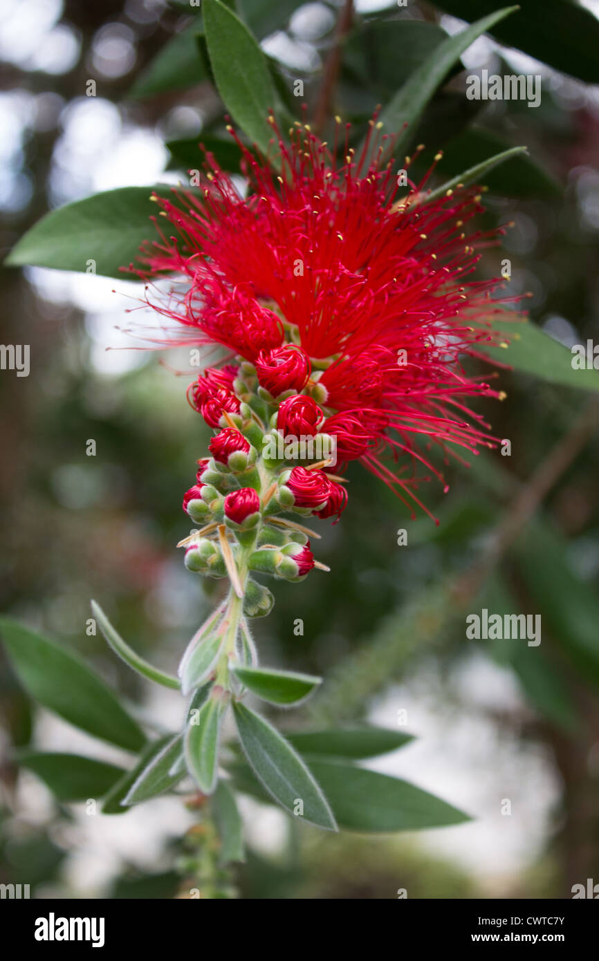 Bottlebrush flower, Callistemon Stock Photo