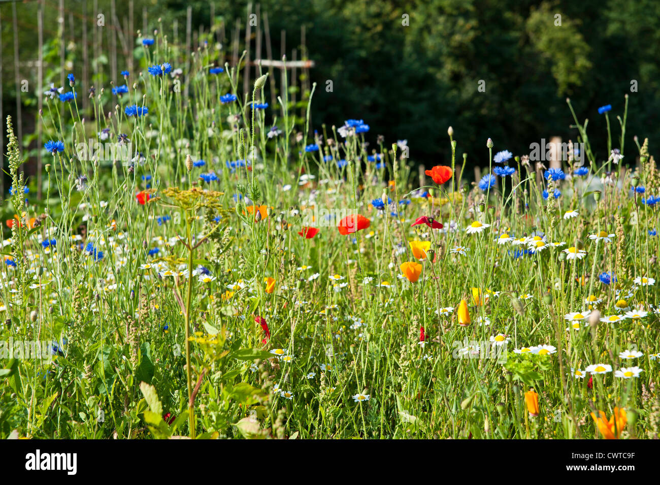 Wild flowers including poppies in a garden Stock Photo - Alamy