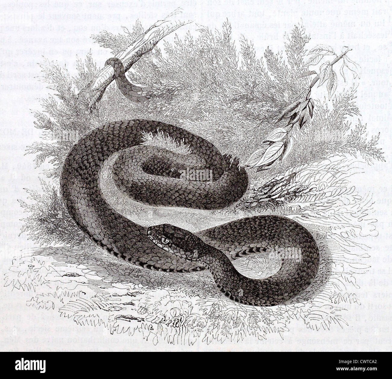 Venomous viper art hi-res stock photography and images - Alamy