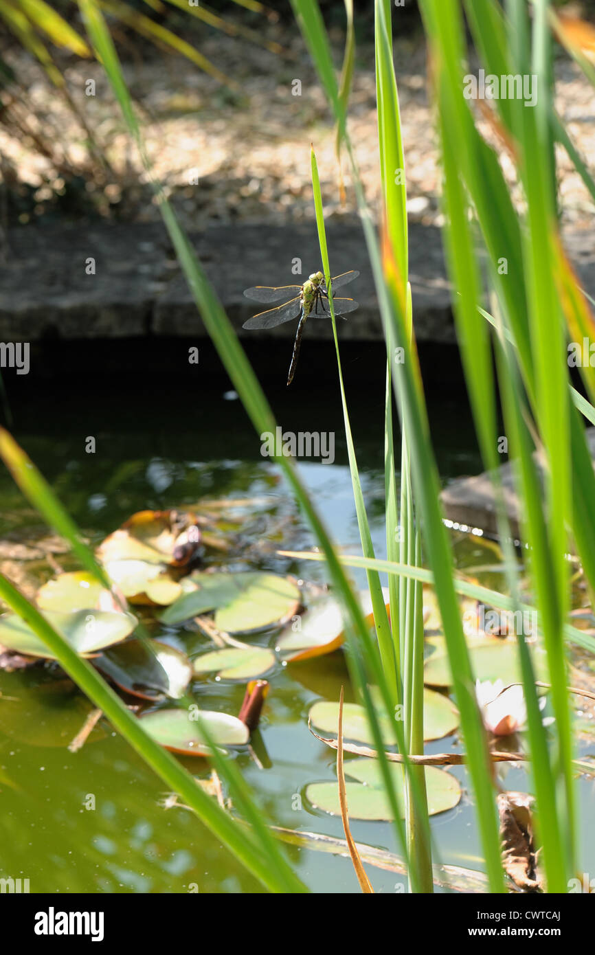 Emperor dragonfly (Anax imperator) on an iris beside a garden pond Stock Photo
