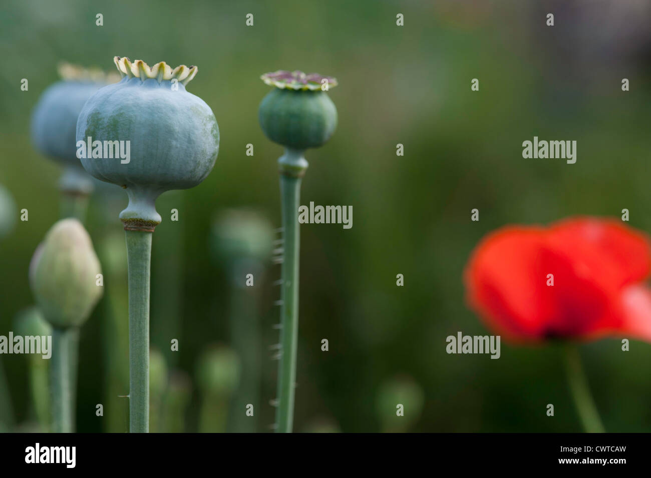 Poppy seed heads in the foreground, out of focus poppy flower in background Stock Photo Alamy