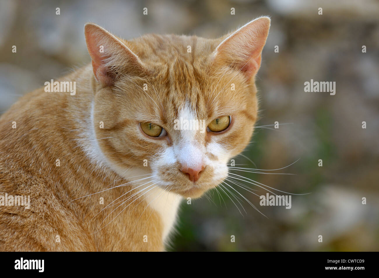 A ginger cat watching with ears alert Stock Photo