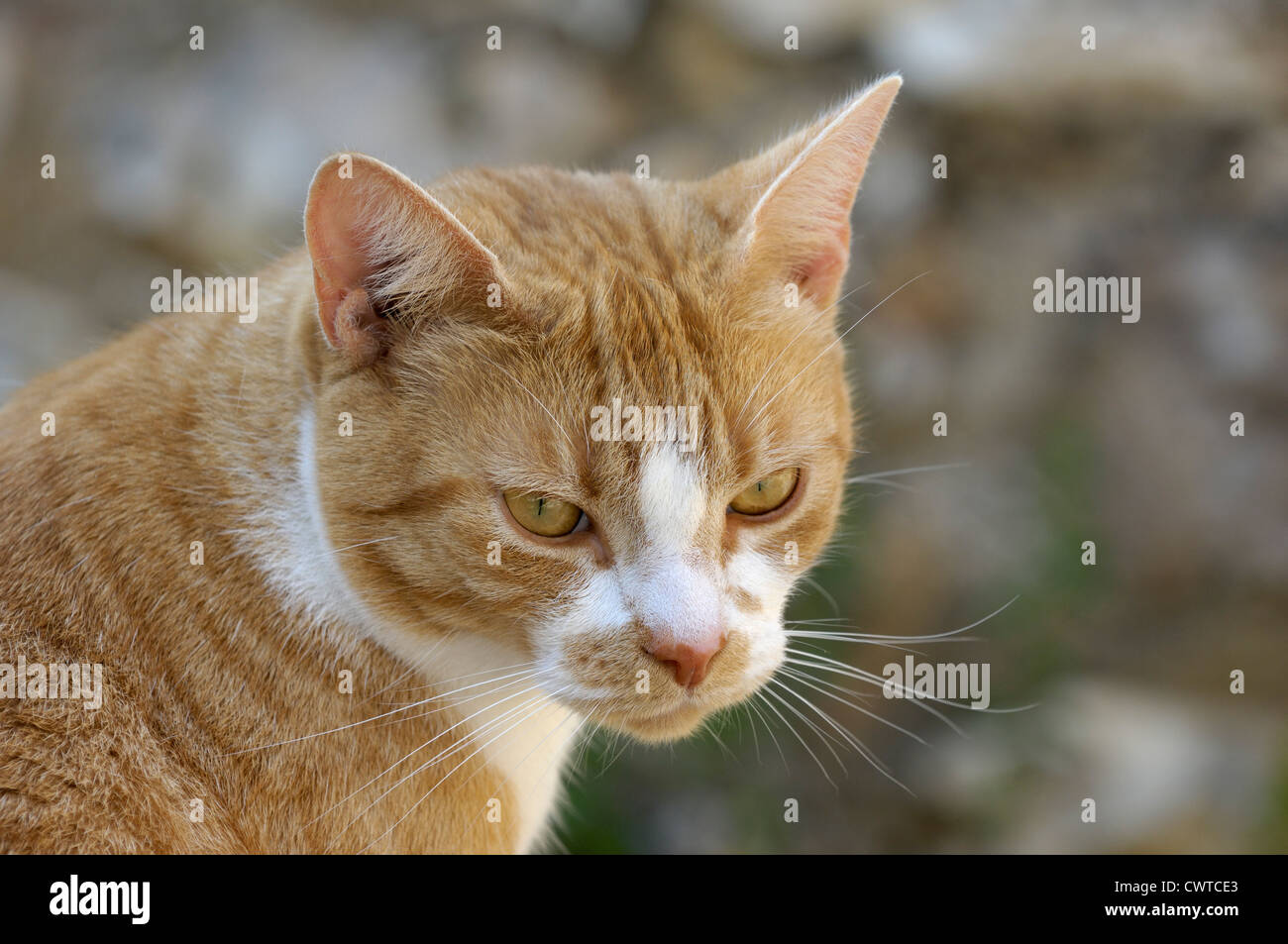 A ginger cat watching with ears alert Stock Photo