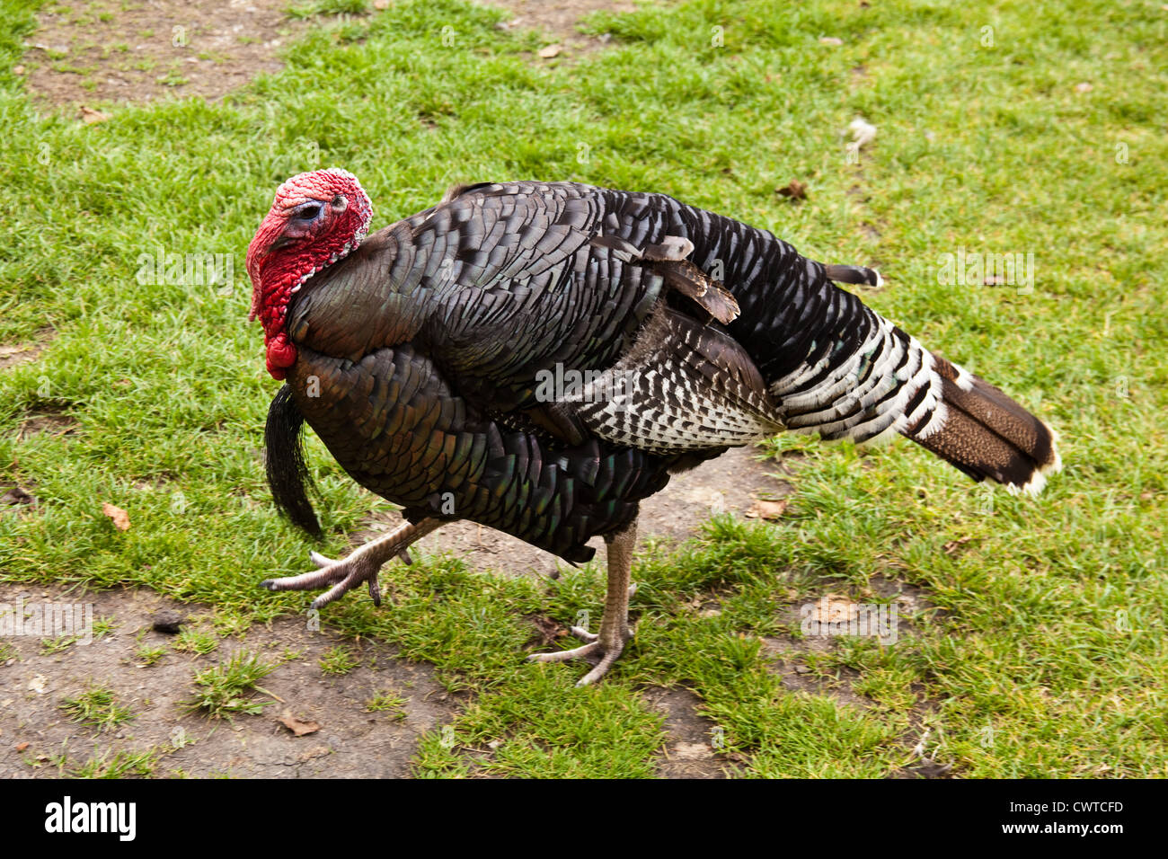 A bronze domestic turkey at Birdworld , Farnham, Surrey, England