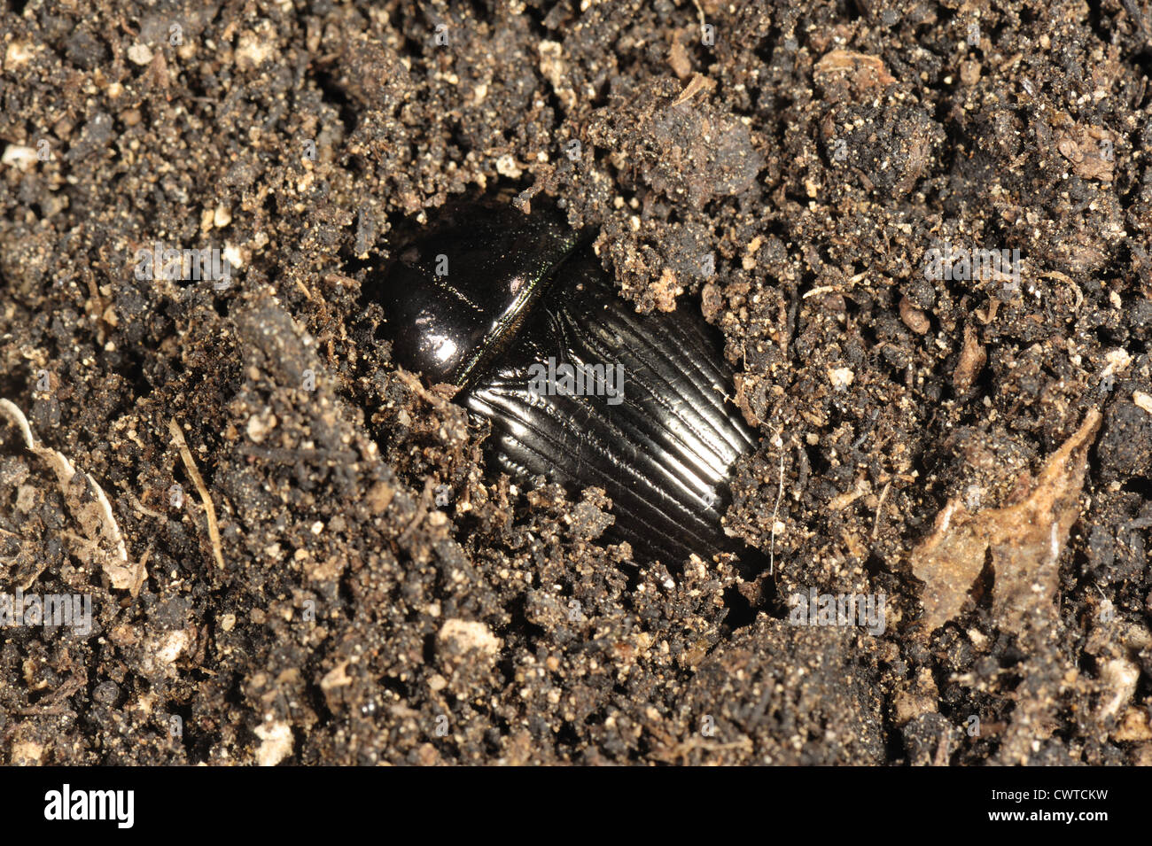 Dung or dor beetle or lousy watchman (Geotrupes stercoreus) half buried in soil Stock Photo